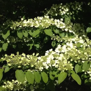 Japanese Snowball Viburnum Plant - 6-12 Inch Tall - Potted Shrub