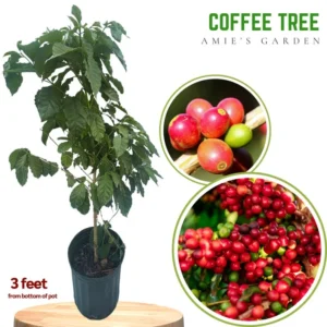 Coffee Tree Plant - Premium 3 Gallon Size - Garden Ready Tree - Not Ship CA