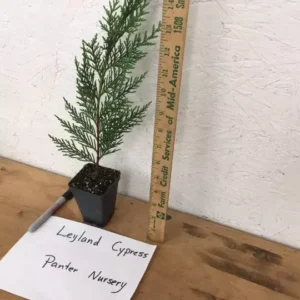 Leyland Cypress Tree - Live Evergreen Tree - 6-12 Inch Tall - Potted Plant