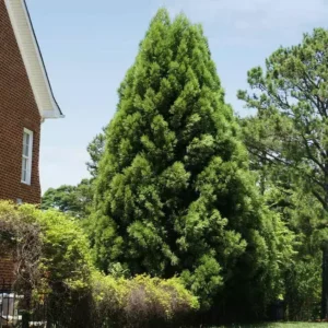 Cryptomeria Yoshino Japanese Cedar Plant - 6-12 Inch Tall - Quart Pot Evergreen Tree