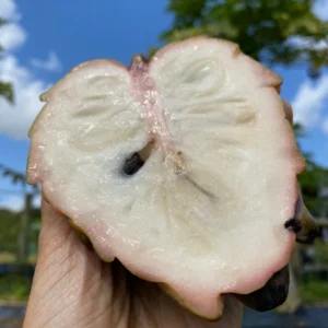 Atemoya Lisa Grafted Tree - Live Plant - 3-4 ft - Fruit Tree