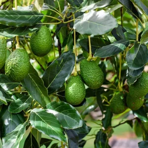 Little Cado Avocado Tree - 2 ft Grafted Tree - 6 inch Pot