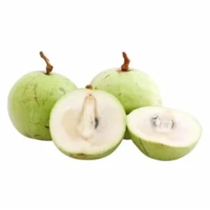 Purple Caimito Tree - 3 Gallon 3 Feet - Exotic Fruit Tree - Home Garden Ready - Not Ship CA