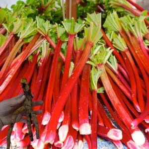 Rhubarb Victoria Plant - 2 Large Bare Root Crowns - Heirloom Variety for Cooking and Baking