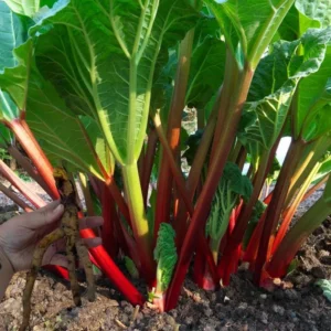Rhubarb Victoria Plant - 2 Large Bare Root Crowns - Heirloom Variety for Cooking and Baking
