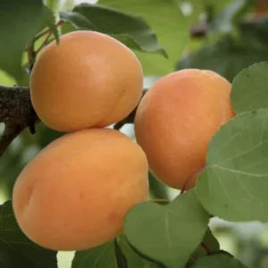Apricot Tree - Moorpark Variety - 2-3 Ft Tall - Fruit Plant