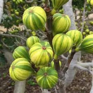 Tiger Fig Tree - Panache Fruit Plant - 2 Feet Tall - 6 Inch Pot