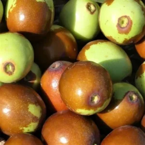 Grafted Jujube Honey Jar Tree - 1-2 Ft Chinese Date Plant - 6" Pot