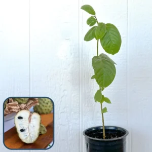 Cherimoya Seedling Fruit Tree Atemoya Plant - 1-2 Feet Tall in Pot