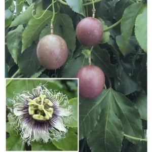 Purple Passion Fruit Plant - Live Vine - 1-2 ft - 1 Gal Pot