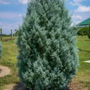 Carolina Sapphire Cypress Tree - 6-12 Inch Potted Arizona Cypress Plant