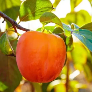 Hachiya Persimmon Tree - Grafted Fruit Tree 2 Feet Tall