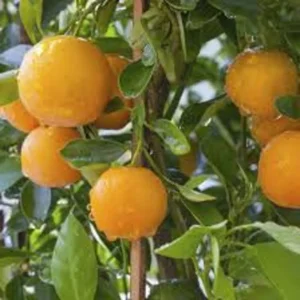 Hamlin Orange Tree - 1 Gallon Potted Citrus Tree - 2 Feet Tall - Not Ship CA