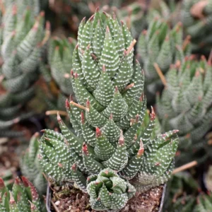 Haworthia Coarctata Plant - 2.5 Inch Potted Succulent - Hand Picked