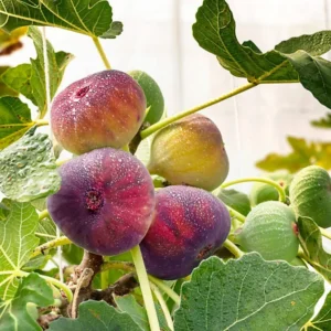 Fig Plant Lattarula - Live Fig Tree Starter Plant - Rare Italian Honey Figs