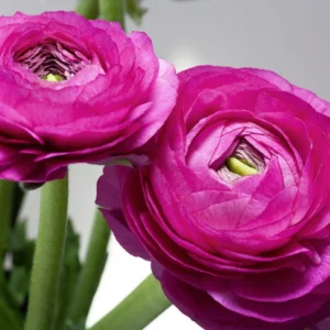 Ranunculus Purple Shade Flower Bulbs - Jumbo Size - Buy 4 Get 1 Free