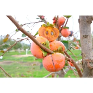 Coffeecake Persimmon Tree - Grafted Fruit Tree - 3-4 ft - 3 Gallon Pot