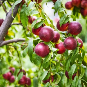 Nectarine Double Delight Tree - 3 ft Tall - Live Plant in 3 gal Pot
