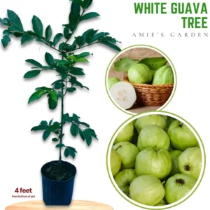 White Guava Tree Live Plant - 3 Feet Tall - Ready to Grow - Not Ship CA