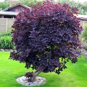 Purple Smoke Tree Plant - 6-12 Inch Tall in 4