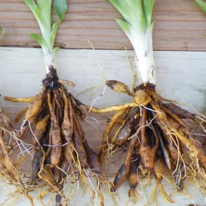 Wild Daylily Fans - 50 Root Systems - Orange Flowering Perennial