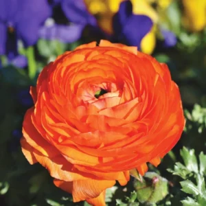 Ranunculus Orange Shade Bulbs 25-Pack Flower Bulbs Jumbo Size Buy 4 Get 1 Free