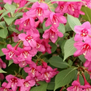 Pink Weigela Plant 6-12 Inch Tall - Flowering Shrub in 4