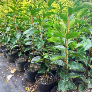 Fuyu Persimmon Tree - 3 Gallon 4 Feet - Sweet Fruit Tree - Not Ship CA