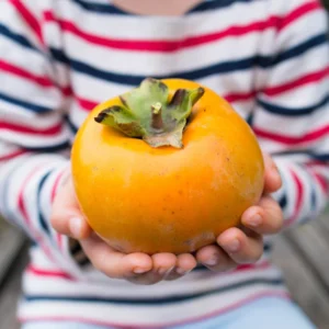Giant Fuju Persimmon Tree - Grafted Tree - 3-4 ft Tall - 3 Gal Pot - Fall Harvest