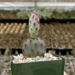 Opuntia Santa Rita Prickly Pear Cactus Live Plant 3