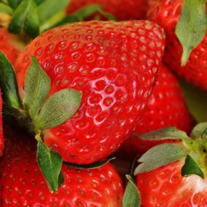 San Andreas Strawberry Plants - 5 Day Neutral Everbearing Plants - Large Strawberries