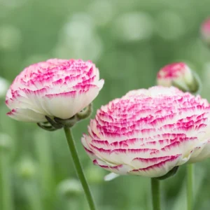 Ranunculus Picotee Pink Flower Bulbs - Pink Ranunculus Corms