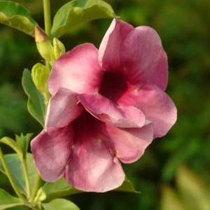 Purple Allamanda
