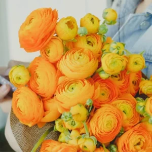 Ranunculus Orange Shade Flower Bulbs Jumbo Size - Buy 4 Get 1 Free