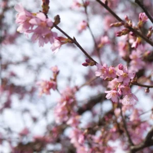 Autumnalis Rosea Cherry Tree - Winter Flowering Plant - 2-3 Feet Tall