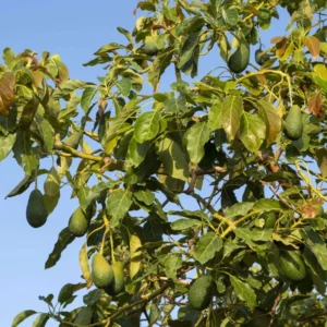 Fuerte Avocado Tree - Grafted Plant - 1 Feet Tall - 6 Inch Pot