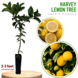 Harvey Lemon Tree - Live Citrus Plant 2 Feet Tall in 1 Gallon Pot - Not Ship CA