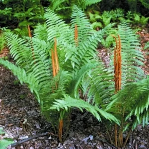 Cinnamon Fern 20 Rhizome Root Osmundastrum Cinnamomeum - Hardy Perennial