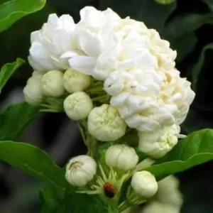 Duke Jasmine Flower Plant - 3 Gallon Potted 2 Feet Blooming Jasmine - Not Ship CA