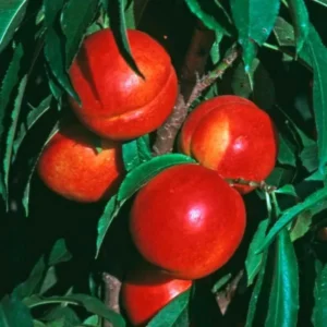 Stark SunGlo Nectarine Tree Live for Planting - Self Pollinating Live Fruit Tree 2 to 3 Feet Tall