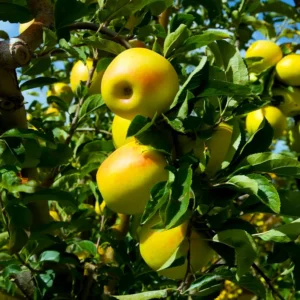 Golden Delicious Apple Tree Live Plant - 2-3 Inch Tall Fruit Tree