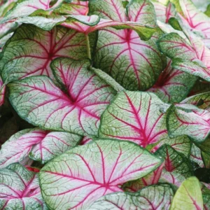 White Queen Caladium Bulbs for Planting - 5 Bulbs Per Pack