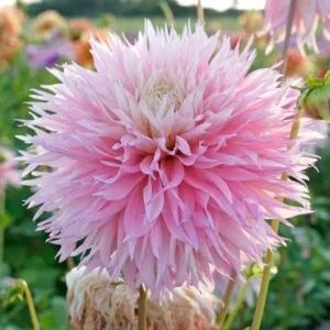 Pinelands Princess Dahlia Tubers for Planting - 3 Bulbs Per Pack