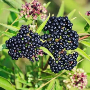 Nova Elderberry Plant Live - 8-12 Inch Bare Root - Sweet Black American Elderberry Fruits Tree