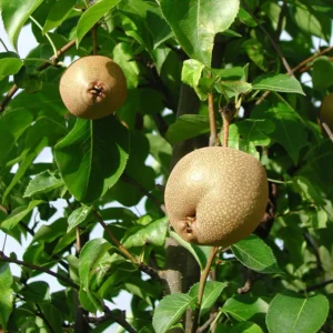 Hosui Asian Pear Tree - 4 Feet Tall - Ships in 3 Gallon Pot