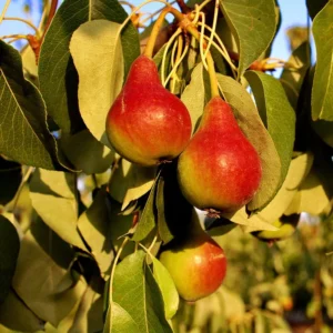 Moonglow Pear Tree - Bare Root - 4-5 Feet Tall - Fruit Plant - White Flowers