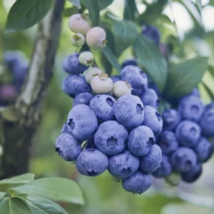 Blueberry Fruit Plant - O'Neal Blueberry Plant - 4 Inch Pot - Edible Garden Treat