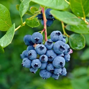 Blueberry Plant Live - 1 Gallon Potted Blueberry Bush with Large Berries