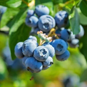 Sweetheart Blueberry Plant Live for Planting, Large Sweet Crisp Blueberries, Early-Season Harvest, High Yield, Live Plant 4 Inch Potted