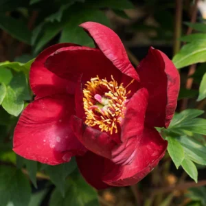 Scarlet Heaven Itoh Hybrid Peony Flower Bulbs - 1 Bulbs Per Pack